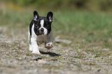 BOULEDOGUE FRANCAIS 389